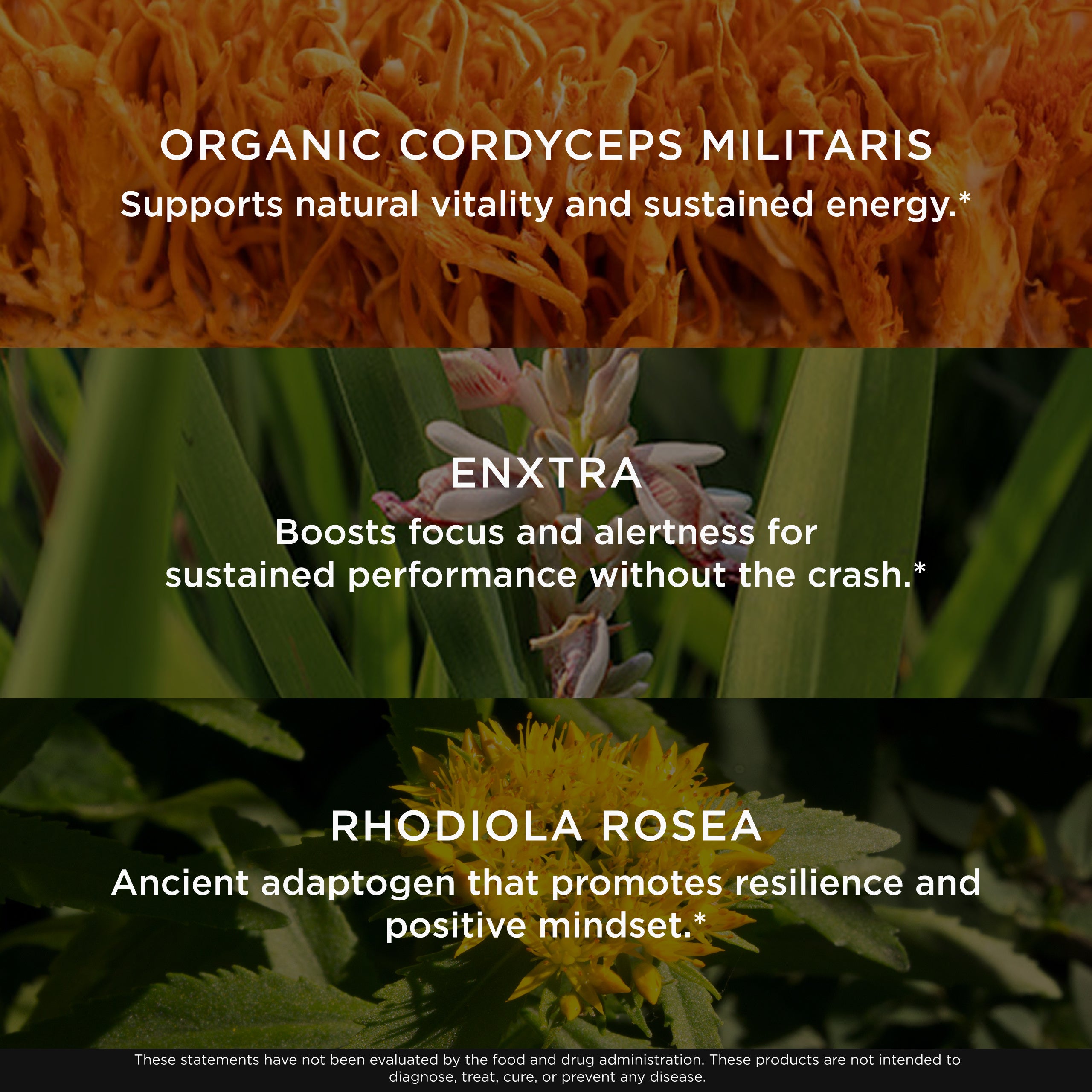 Genius Rise + Shine for Caffeine-Free Energy Support