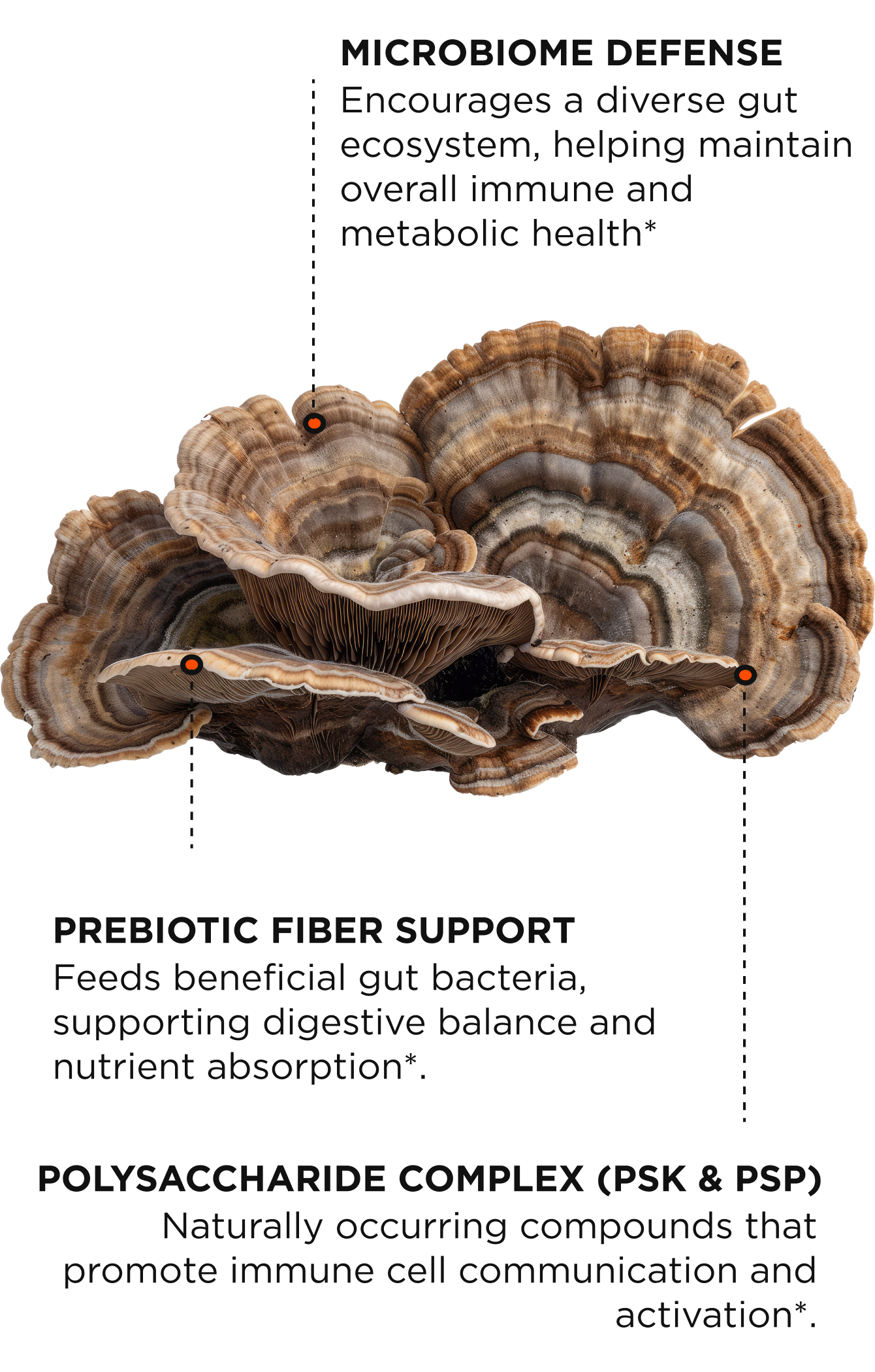 How Turkey Tail Mushroom Supports Microbiome Diversity After Illness